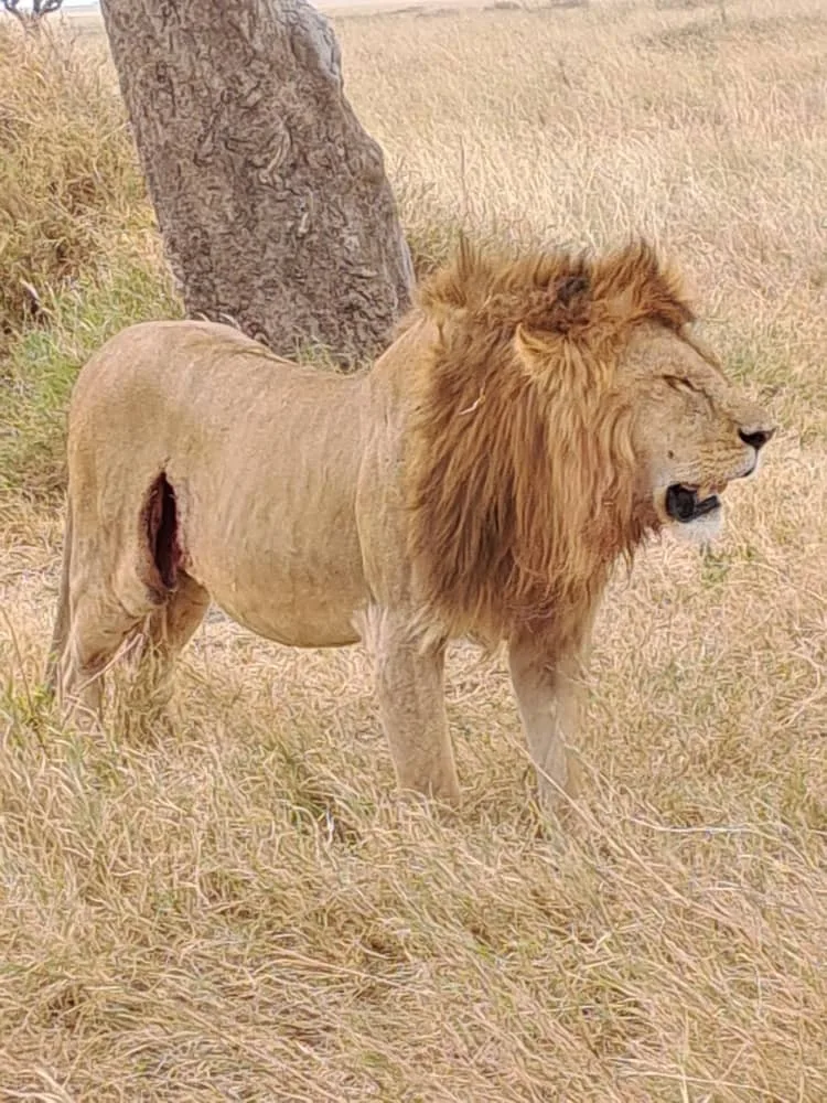 5-Day Serengeti & Ngorongoro Classic